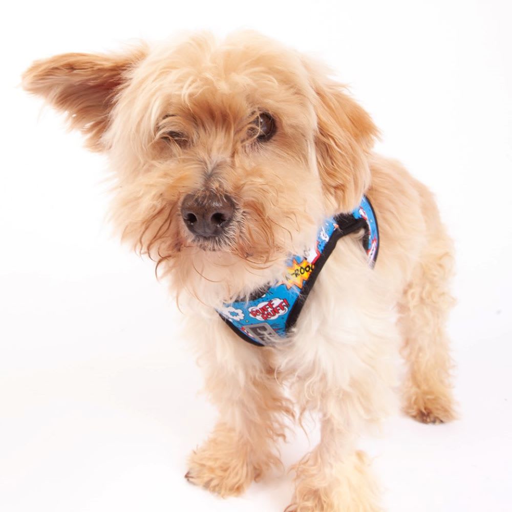 caring for senior dogs like spooner