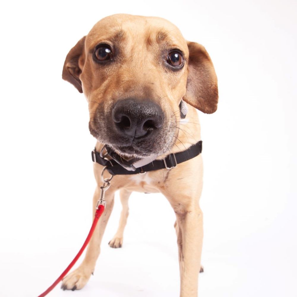 whiskey is one of muttvilles senior dogs adoption 