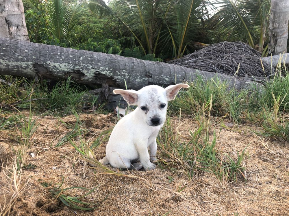 puppy rescued by the sato project in puerto rico