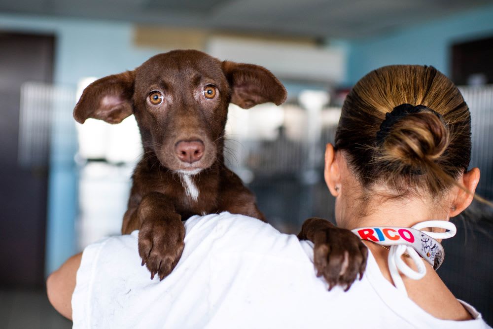chrissy beckles holding a dog from the sato project and giving tips on emergency kits for dogs and disaster preparedness for pets
