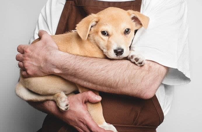 puppy from PAWS chicago who gives pet safety tips for thanksgiving