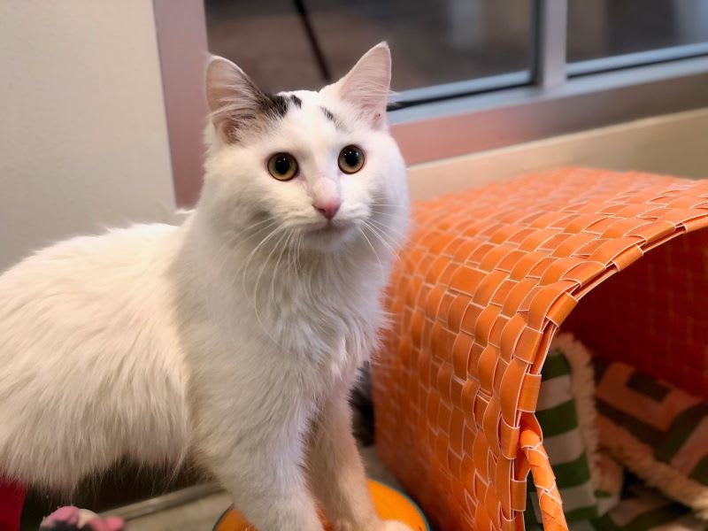 thanksgiving pet safety: adoptable cat from PAWS chicago