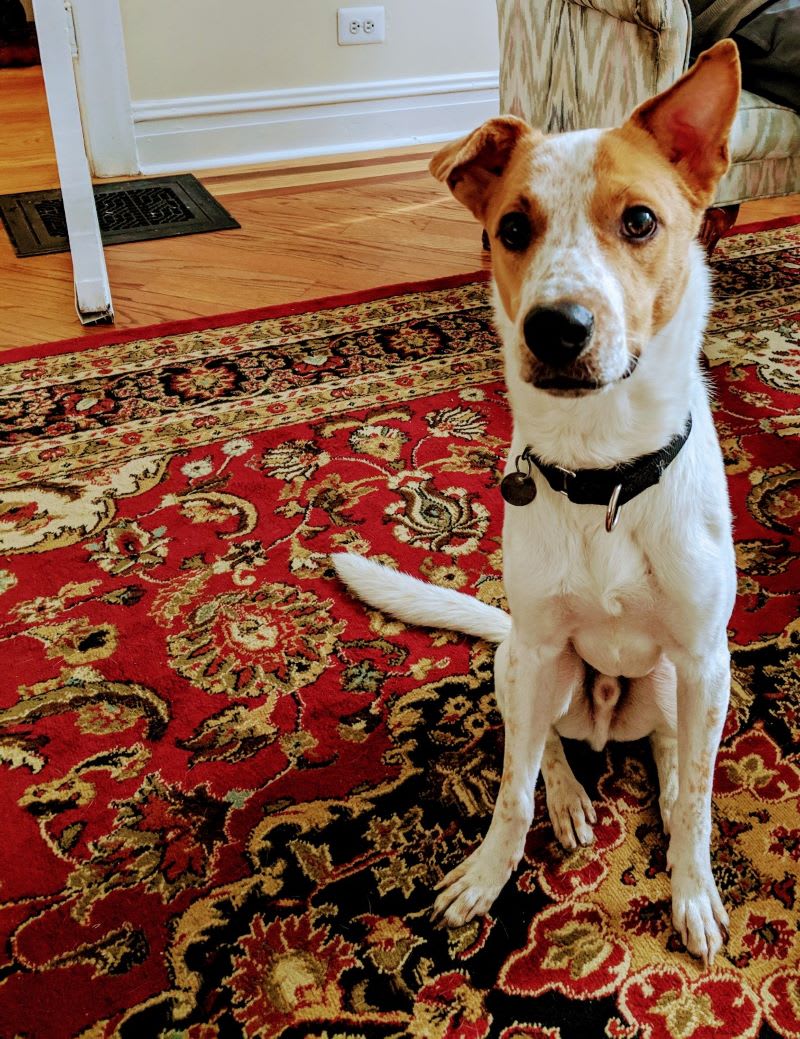 adoptable dog from PAWS chicago