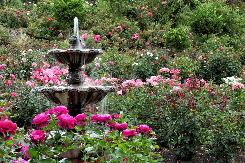engagement photo locations: portland international rose test garden