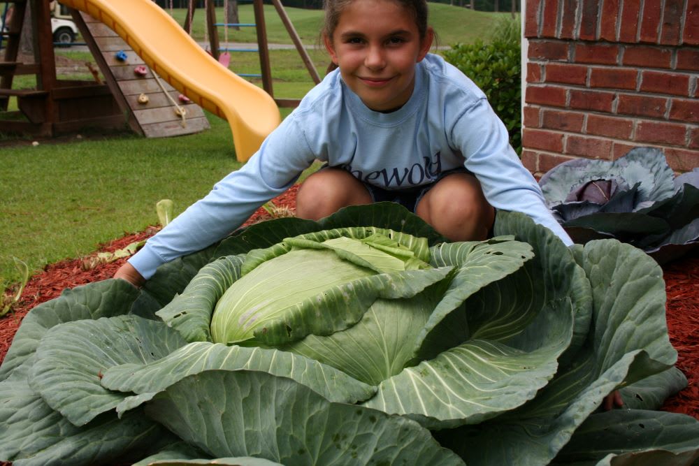 katie stagliano with giant cabbage