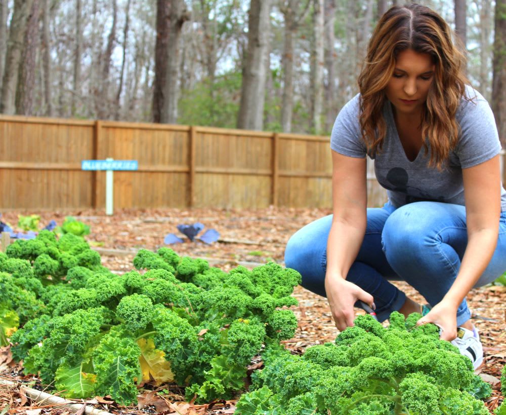 vegetable garden to help people with food insecurity