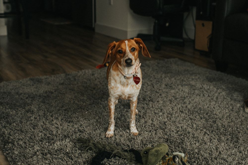 puppy adoption tips
