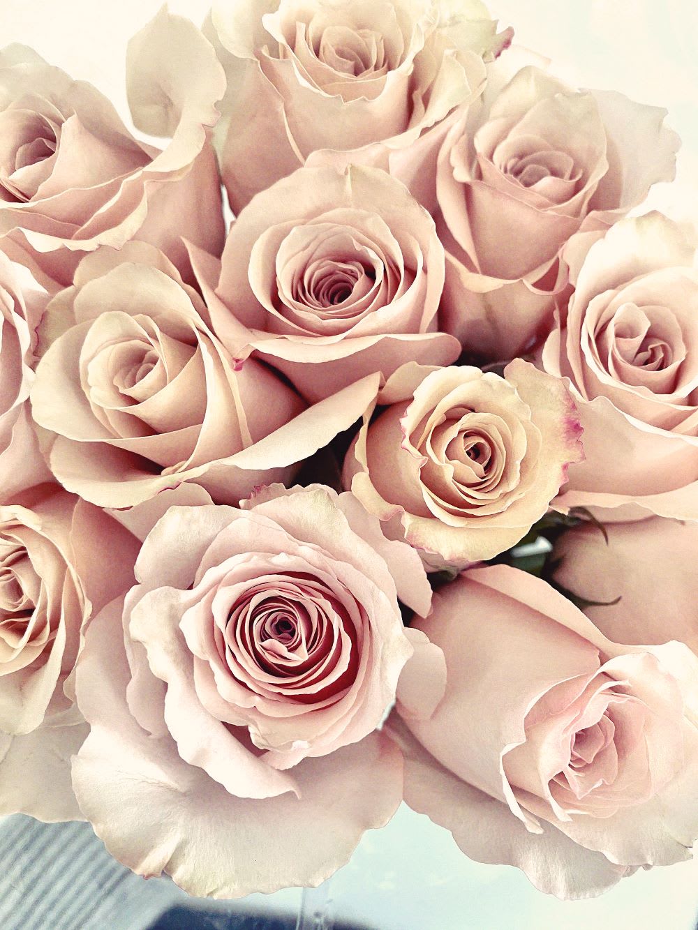 blush roses for wedding flowers