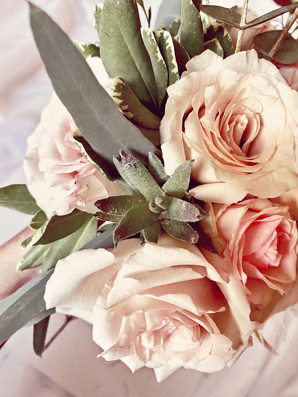 succulent and antique roses