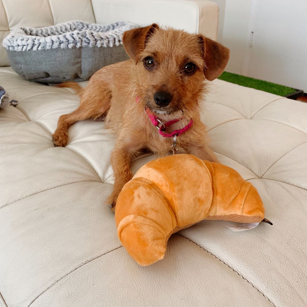 rescue dog with croissant toy