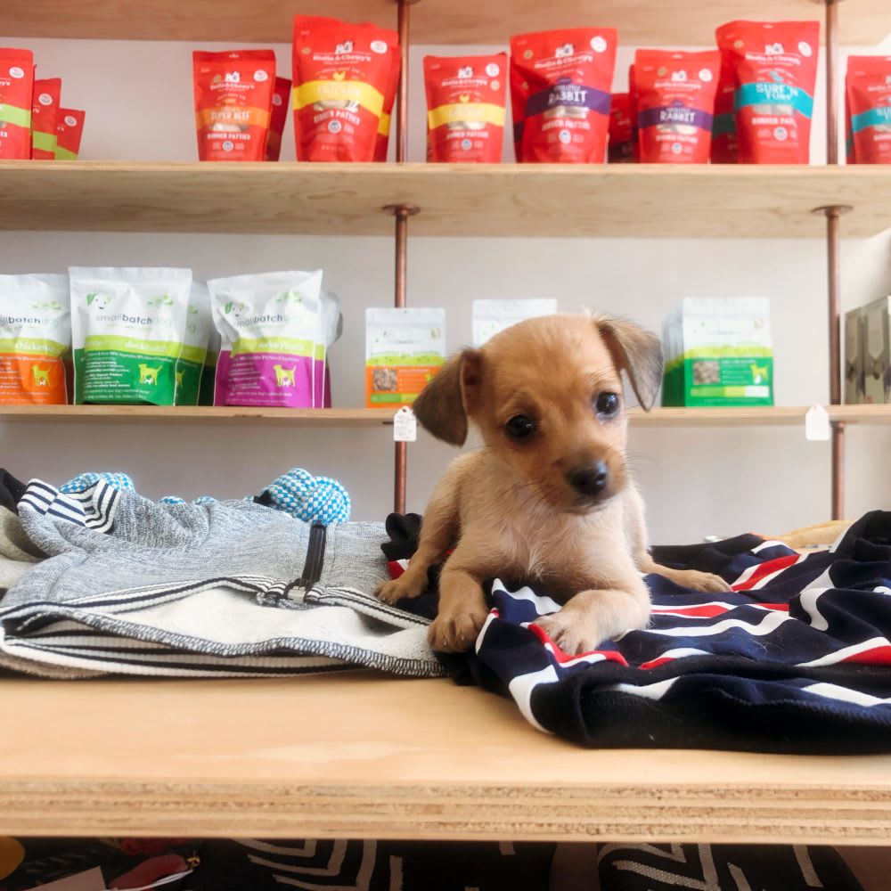 puppy from MaeDay Rescue for summer pet safety tips