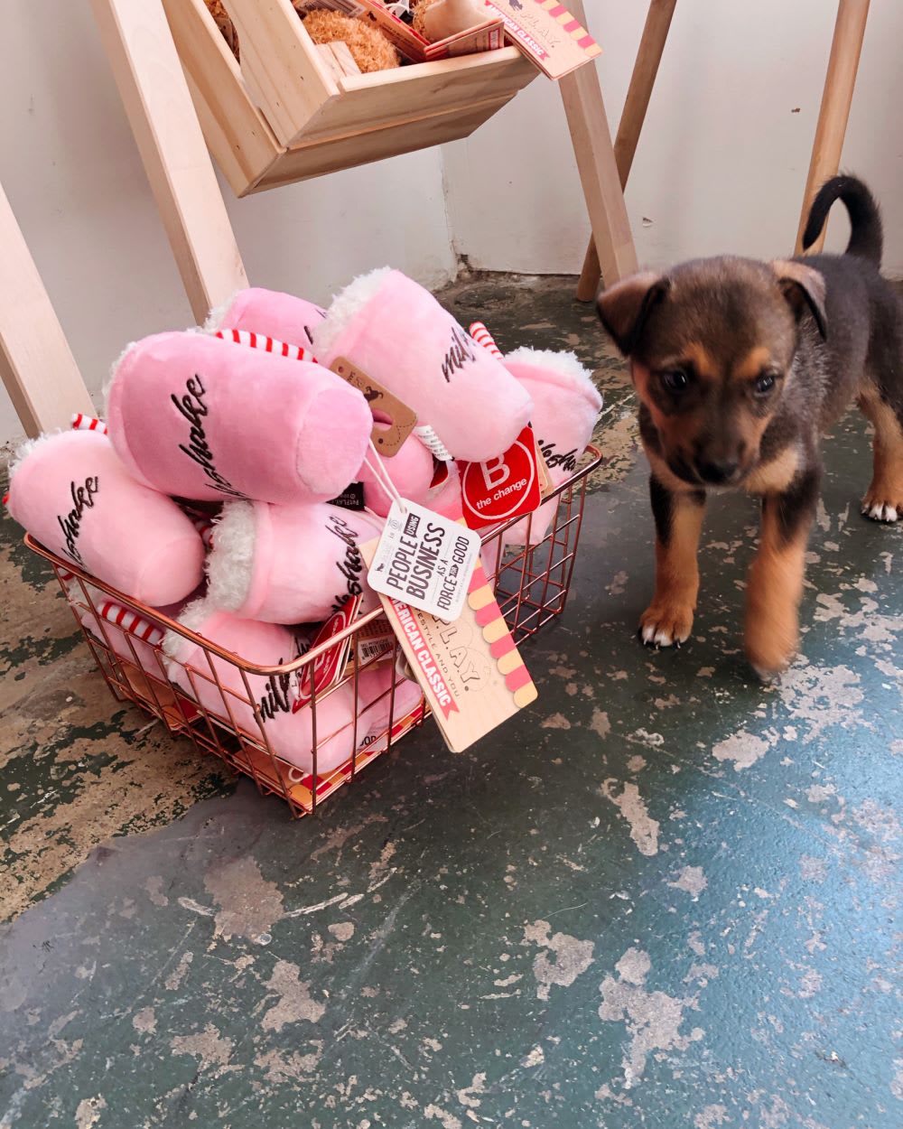 maeday rescue puppy with plush toys