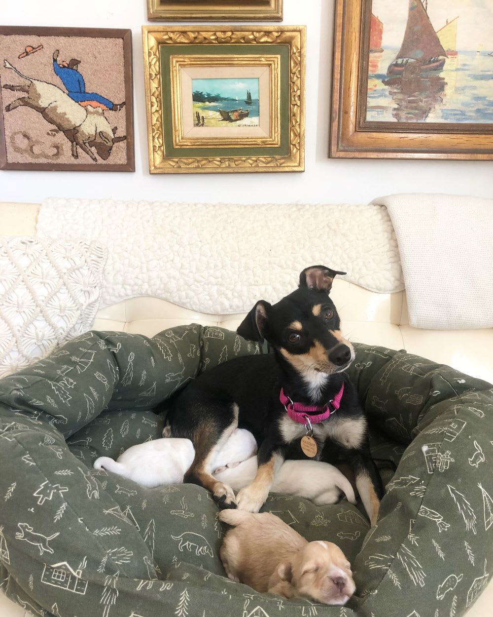 mama dog nursing rescue puppies