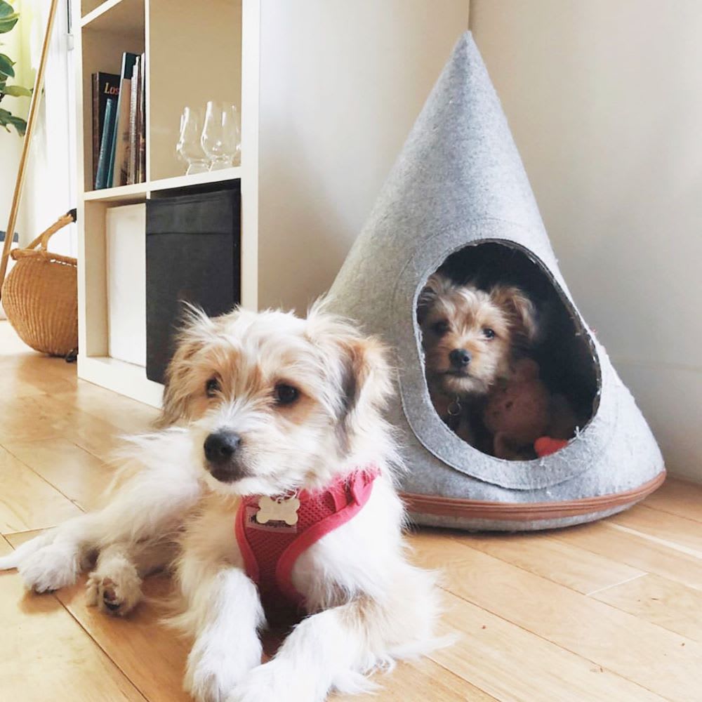 rescue dogs in home to show pet safety tips for summer