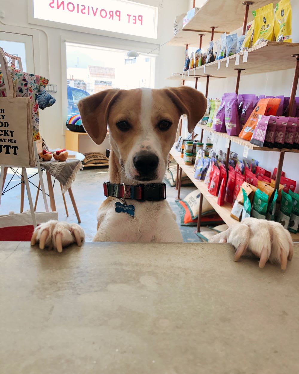 dog at maeday rescue outpost counter