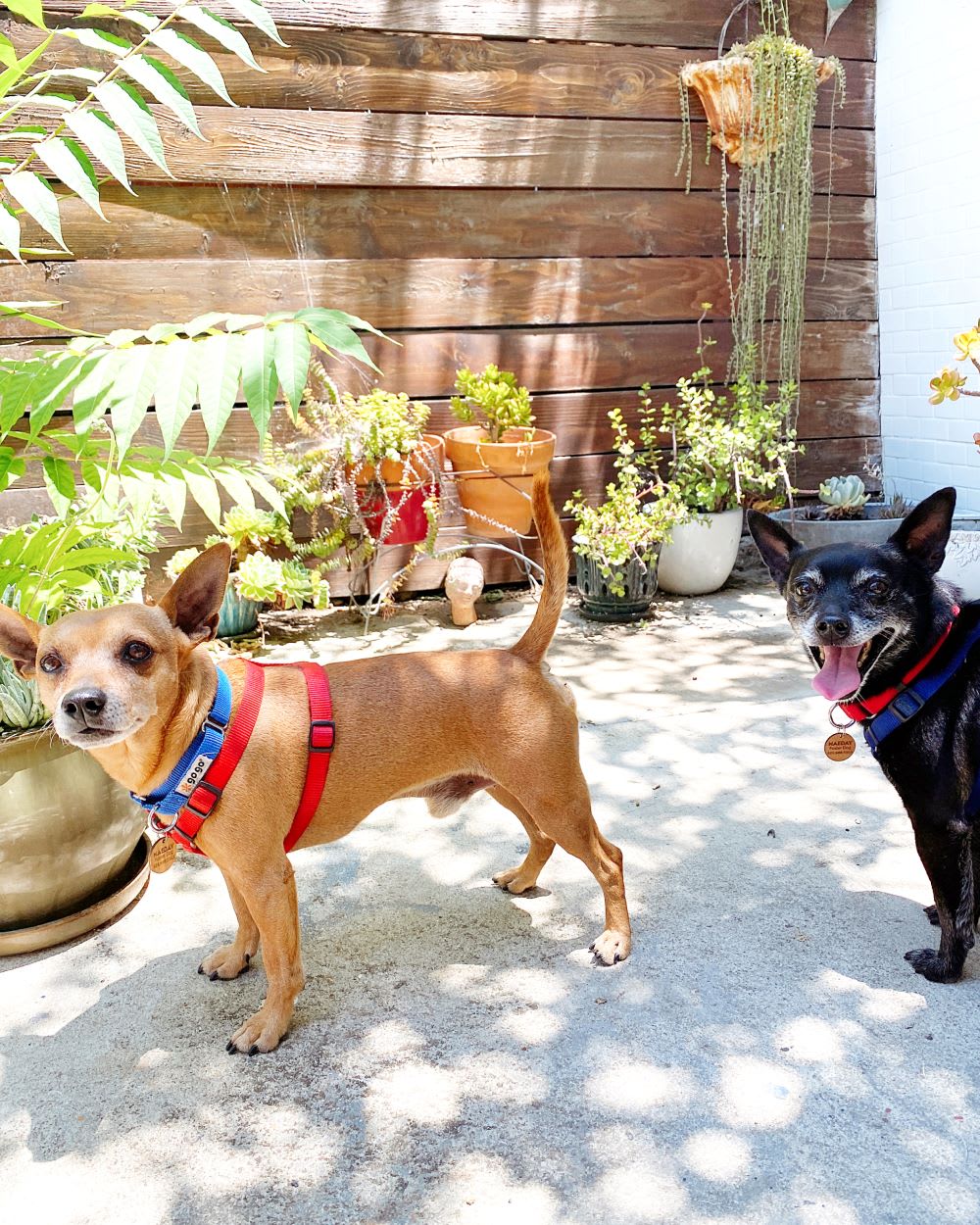 rescue dogs from maeday rescue in los angeles