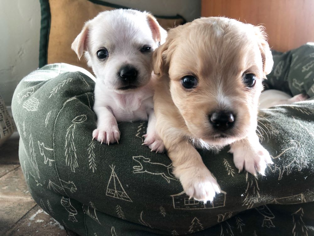 rescue puppies in a dog bed