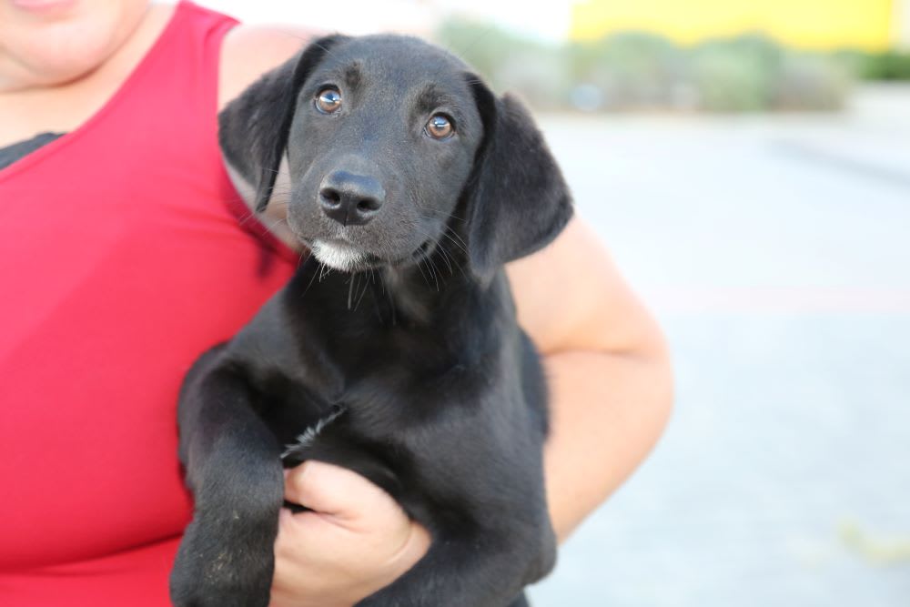 Hearts & Bones Rescue How To Help Your Dog Adjust Amidst a Pandemic