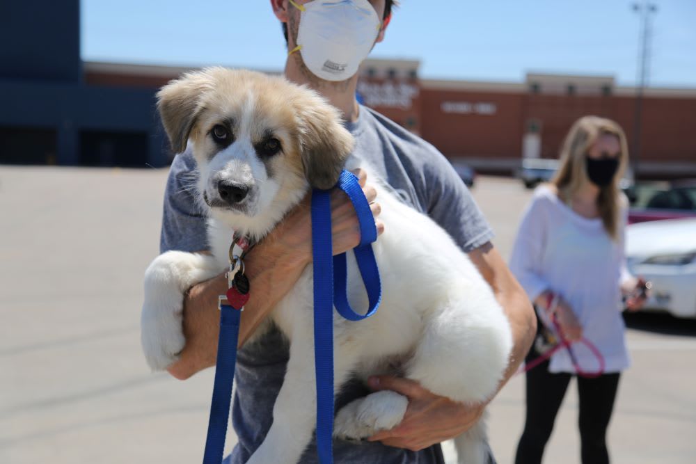rescuer in a mask holding a dog 