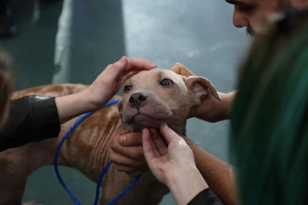 Hearts & Bones Rescue How To Help Your Dog Adjust Amidst a Pandemic
