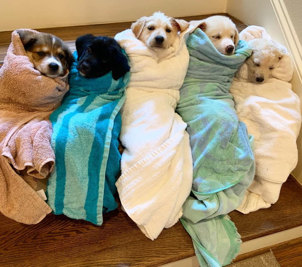 Hearts & Bones Rescue How To Help Your Dog Adjust Amidst a Pandemic