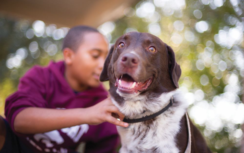 Animal rescue sales organizations