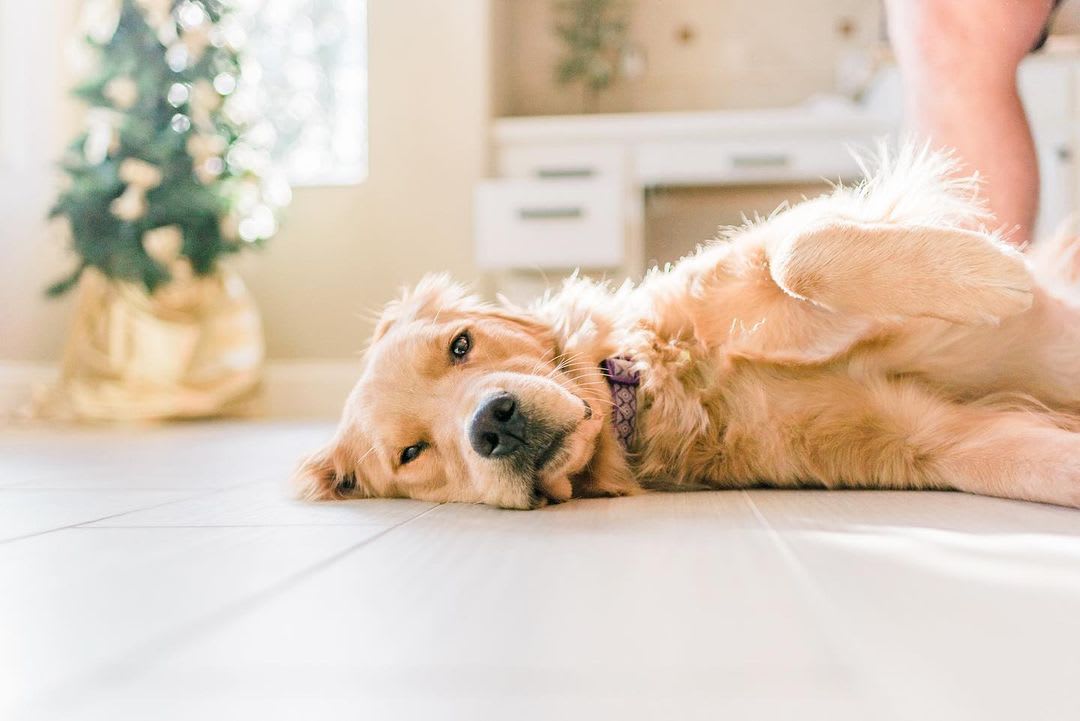 golden retriever photography