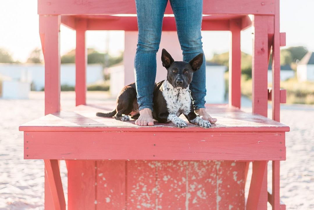 dog photography