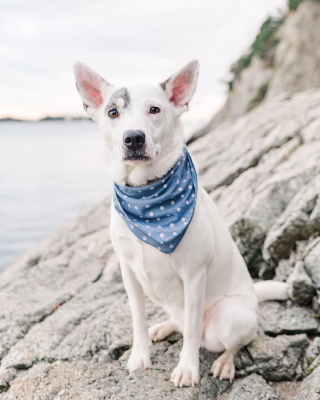 pet photography tips