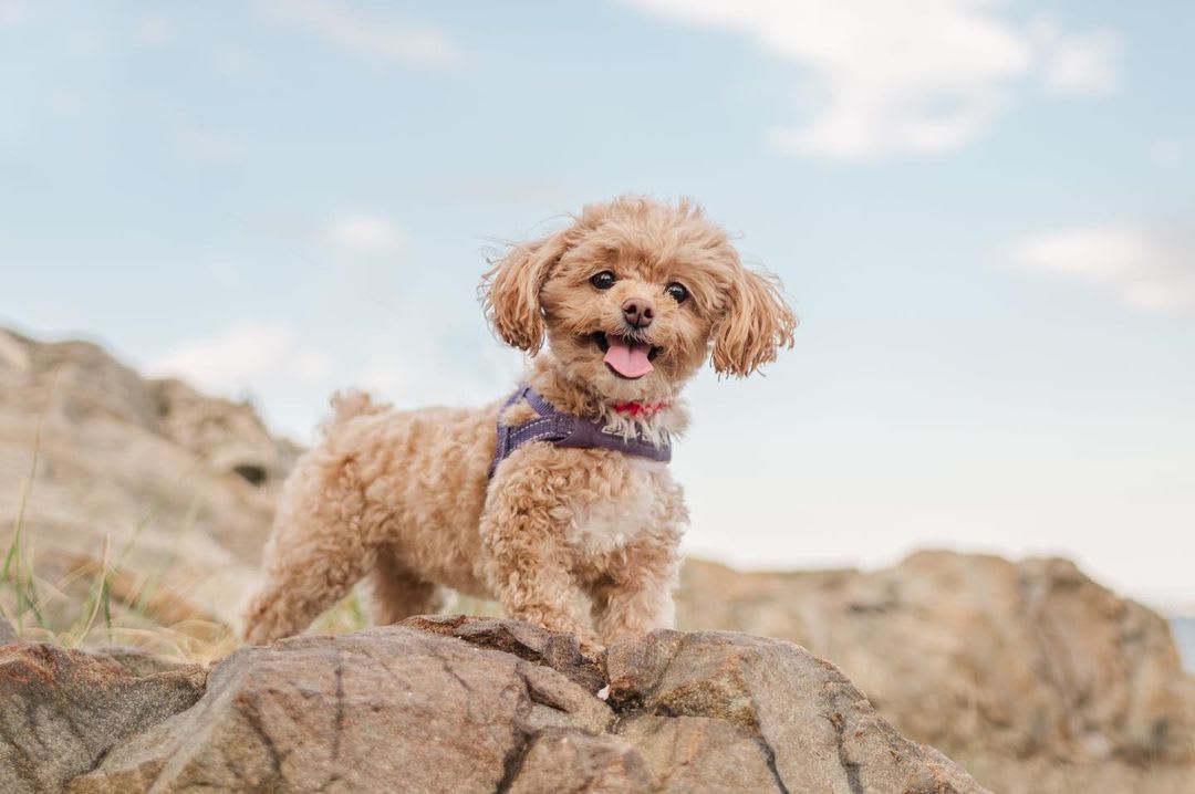 pet photography