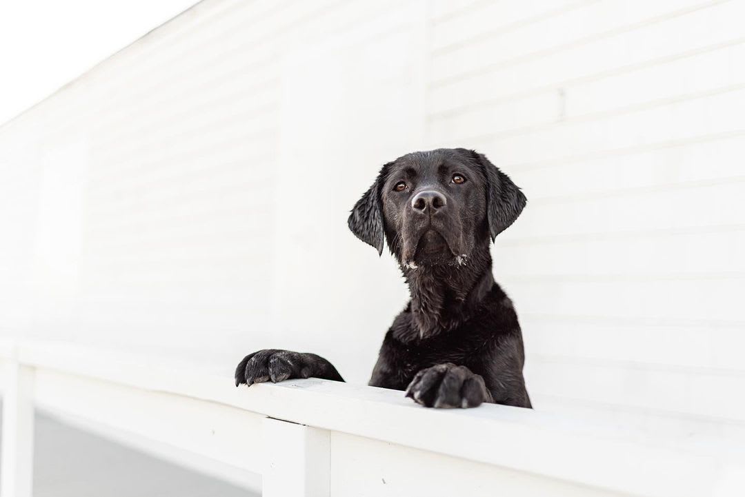 black lab dog photography
