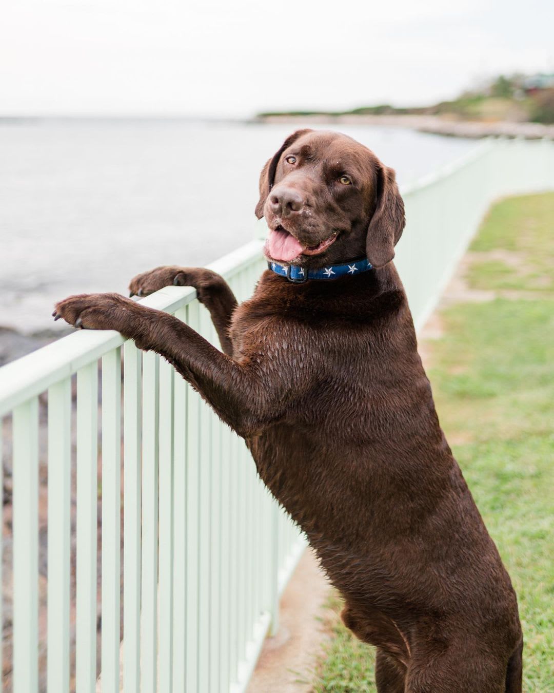 chocolate lab photography