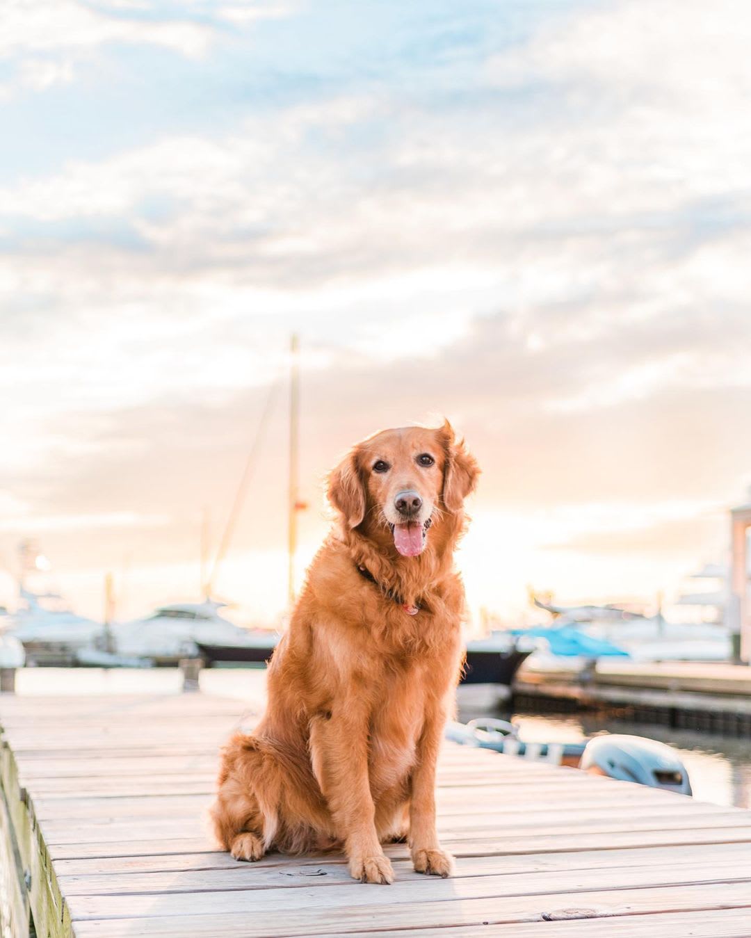 golden retriever dog photography