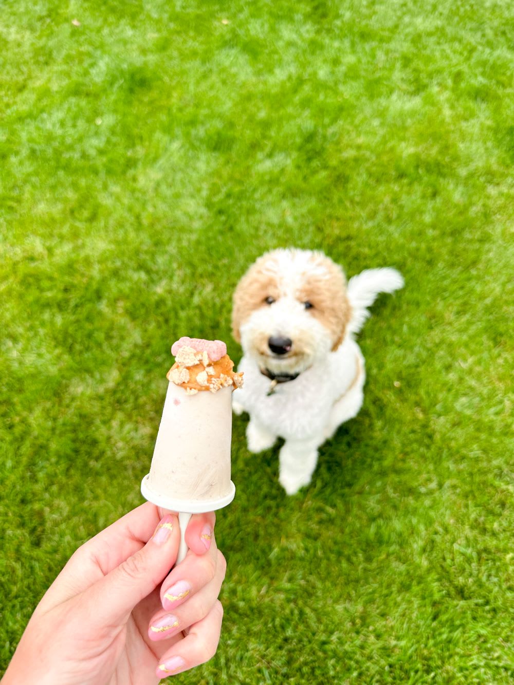 Dog Friendly Pupsicles