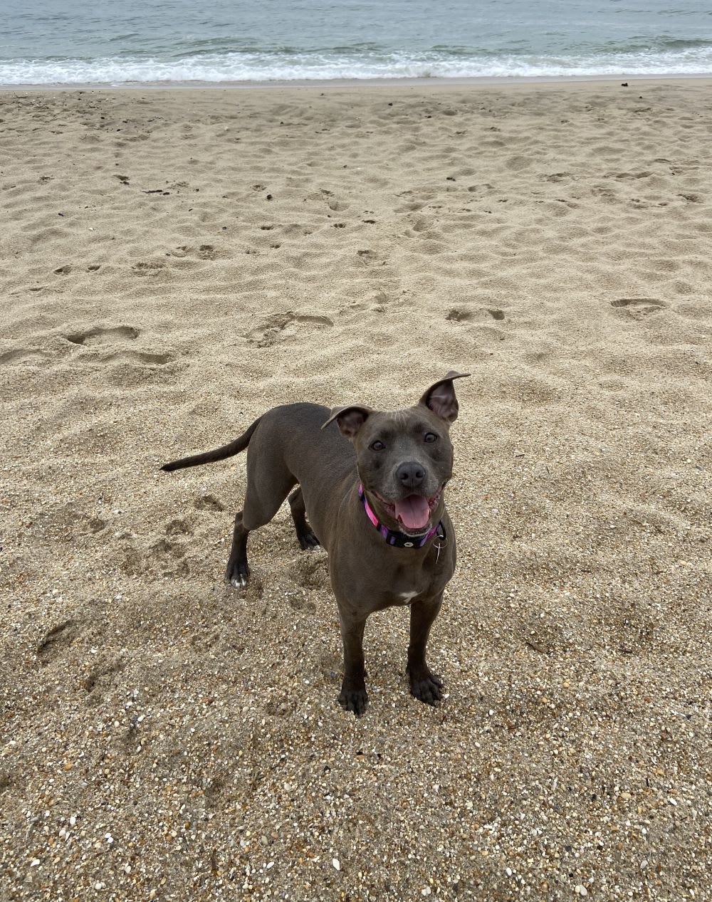 pit bull dog