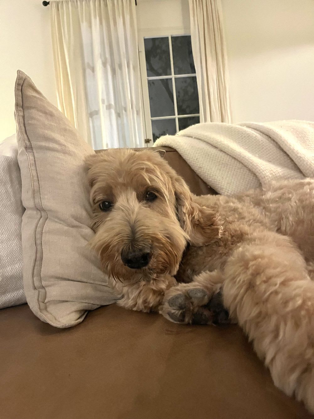 doodle dog