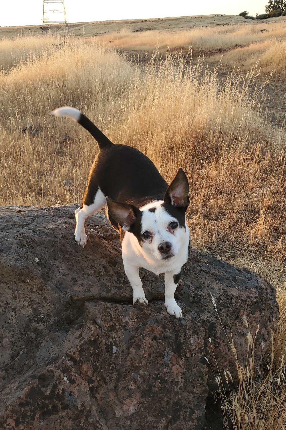mixed small breed dog