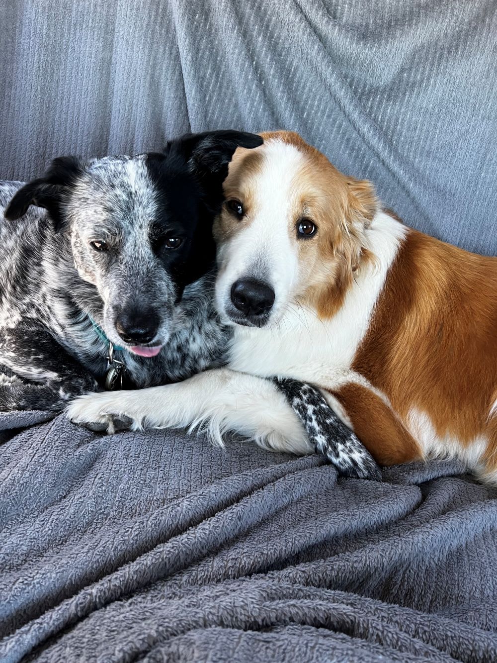 rescue dogs