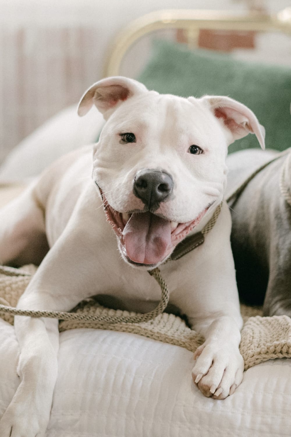 white pit mix dog