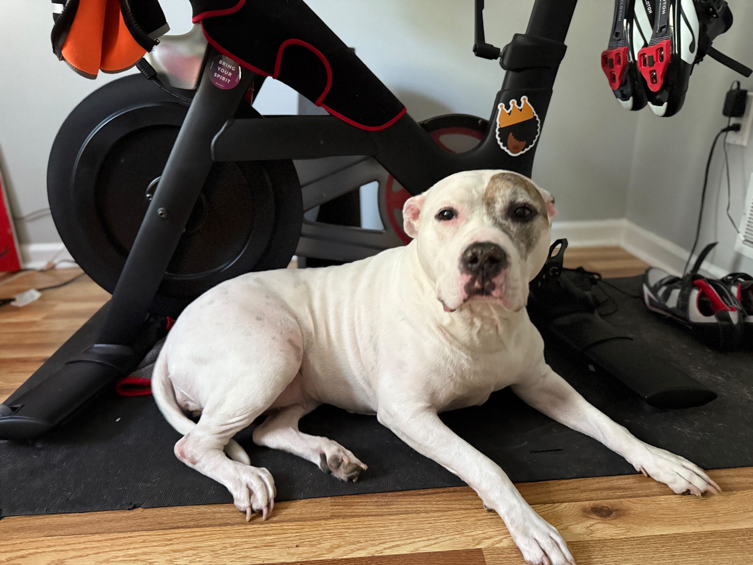 white pitbull 