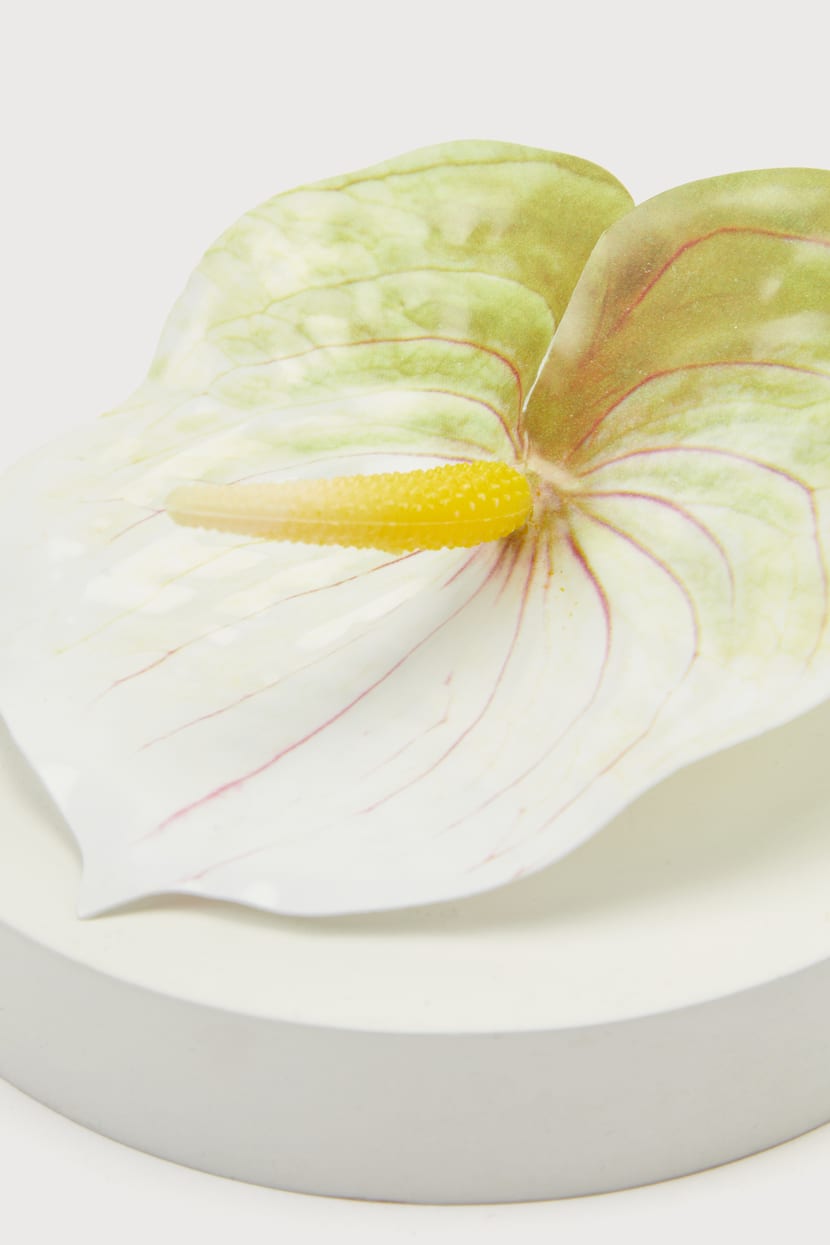 anthurium warocqueanum pflege Anthurium Warocqueanum 