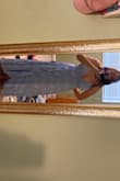 The dress was super gorgeous, but not quite the right fit on the bust for me so I will be returning it. It was a great length for me to show off my shoes, but I am super tall. Since its high/low it could work for people a few inches shorter than me as well. - Ella W.