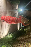 Wore this in Mexico. Loved it. Had to get the skirt hemmed since it was super long. Hubs loves this dress to. - Katie D.