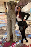 I ordered this skirt in a size Large at first and it was a little too tight, just wouldn't have felt comfortable for a whole night. The XL was perfect. I loved wearing this skirt, I felt so good, stylish, and confident in it. If you're on the fence, just order it! I paired it with over-the-knee boots and tights, which I should have done one or the other, not both. I think if you wear tights with it, I'd recommend a smaller bootie. - Elisabeth B.