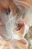 I just opened this package for a bachelorette party and the feathers were falling off of the bottoms and top. I'm not sure if the design is suppose to be that way or if I got a defective item but it looks weird and cheap with them not fully attached. Will be returning. - Andra K.