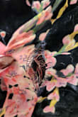 The stitching seems not great- it came undone on the side, I didn't tear it, I cut the tag, and it just unraveled where the plastic tag was. So I can't even return it. It is also slightly big around the breast, but got a lot of compliments, loved it so pretty disappointed in the stitching. - Rosa V.