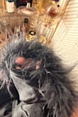 Dress is nice but the fur is torn out from bottom - Nadia M.