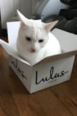 Well the shoes fit perfectly and so do these fans who love Lulus also. - Sheena S.
