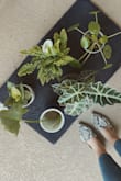 Super cute and universal! I am an assistant and have worn these to work paired with a business casual outfit and or a casual comfy look! - Ileana P.