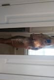 This dress fits great.  It hugs all my curves.  I love this dress.  I also bought it in the Navy.  The navy dress is stunning too. 
5'3 12" 96 lbs. 32-21-31 - Andrea V.